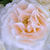 Fehér - Virágágyi floribunda rózsa - Sweet Blondie